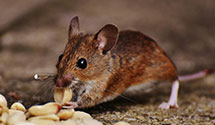 pre-construction-termite-treatment Experts in Mem